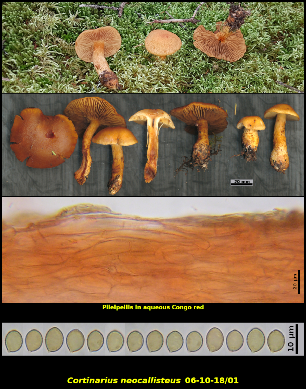 Picture of <i>Cortinarius neocallisteus</i> 06-10-18/01
